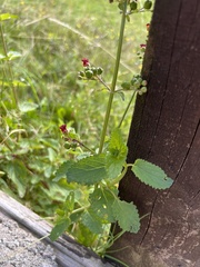 Scrophularia auriculata