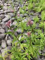 Eutrochium maculatum