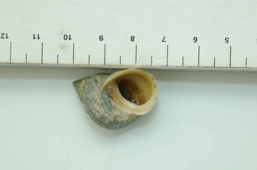 Littoraria variegata · iNaturalist