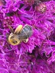Melissodes trinodis