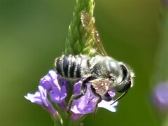Megachile