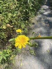 Hieracium lachenalii