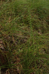 Platanthera elongata