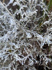 Artemisia maritima