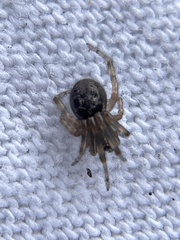 Steatoda nobilis