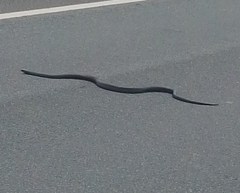 Coluber constrictor