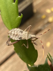 Acanthocephala terminalis