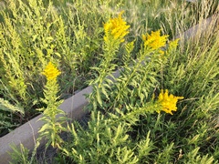 Solidago