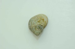 Littoraria variegata