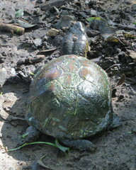 Kinosternon sonoriense