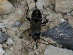 Heteroptera