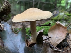 Gymnopilus luteus