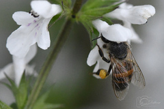 Apis mellifera capensis