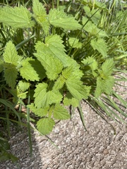 Urtica dioica