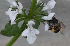 Apis mellifera capensis