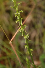 Platanthera elongata