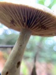 Gymnopilus luteus