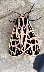 Apantesis parthenice