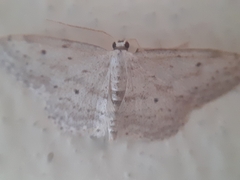Idaea