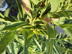 Solidago