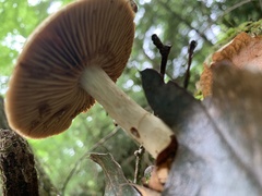 Gymnopilus luteus