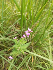 Desmodium illinoense