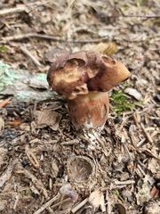 Gyromitra esculenta
