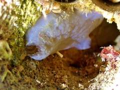 Phallusia fumigata