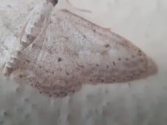 Idaea