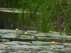 Nuphar variegata