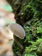 Psathyrella piluliformis