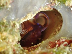 Lithophaga lithophaga