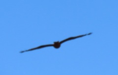 Milvus migrans parasitus