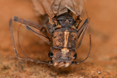 Perlodidae