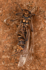 Perlodidae