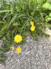 Crepis