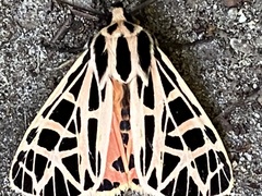 Apantesis parthenice