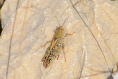 Calliptamus italicus