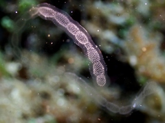 Collozoum inerme