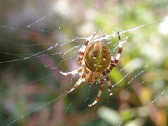 Araneus quadratus