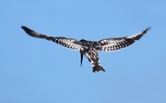 Ceryle rudis rudis