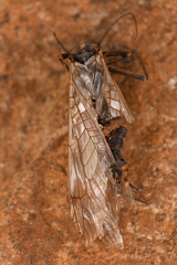 Perlodidae