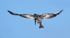 Ceryle rudis rudis