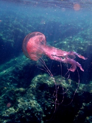 Pelagia noctiluca
