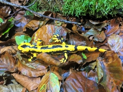 Salamandra salamandra