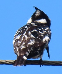 Ceryle rudis rudis