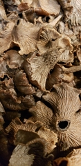 Craterellus cinereus