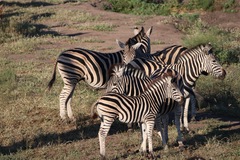 Equus quagga chapmani