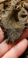 Craterellus cinereus
