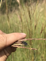 Astata